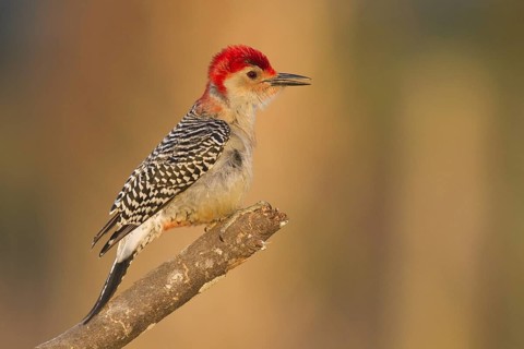 Red-bellied Woodpecker (Melanerpes carolinus) singing, Florida, USA