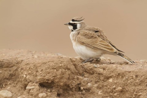 Temminck's Lark (Eremophila bilopha), Morocco