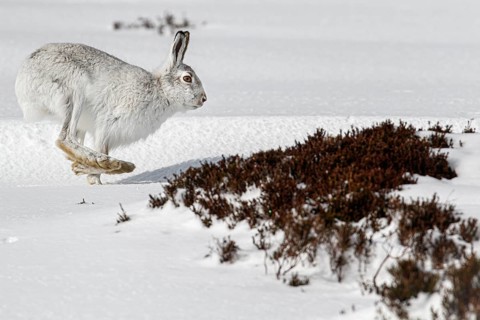 Mountain Hare (Lepus timidus), adult with winter pelage running through snow on hillside,
