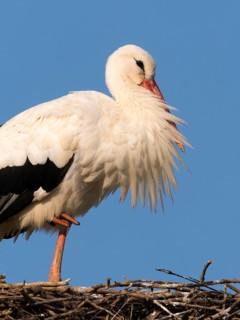 White stork (Ciconia ciconia), portrait of a bird at rest, against a blue sky, Hesse, Germany