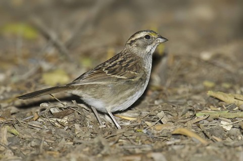 White-throated Sparrow (Zonotrichia albicollis), Arizona, USA
