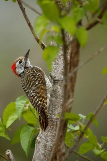 Golden-tailed Woodpecker (Campethera abingoni) female, Kruger National Park, South Africa