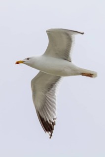 Yellow-Legged Gull (Larus cachinnans), adult in flight, Galicia, Spain