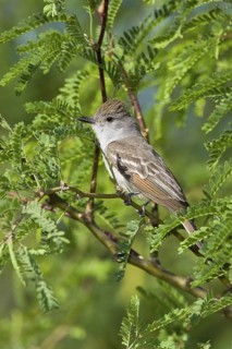 Ash-throated Flycatcher (Myiarchus cinerascens), Arizona, USA