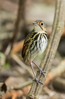 Streak-chested Antpitta (Hylopezus perspicillatus) perched on a branch in Panama