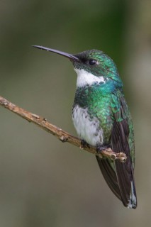 White-throated Hummingbird (Leucochloris albicollis) perched on a branch in the Atlantic rainforest