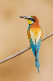 Bienenfresser, Merops apiaster European Bee-eater, Merops apiaster