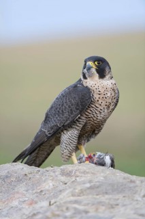 Peregrine Falcon (Falco peregrinus) female, Saxony, Germany