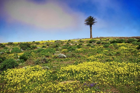 A palm tree stands alone on a hill with yellow flowers under a blue sky, Mirador de Ermita de Las