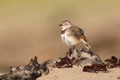 White-fronted Chat (Epthianura albifrons) female perched on the ground, Victoria, Australia