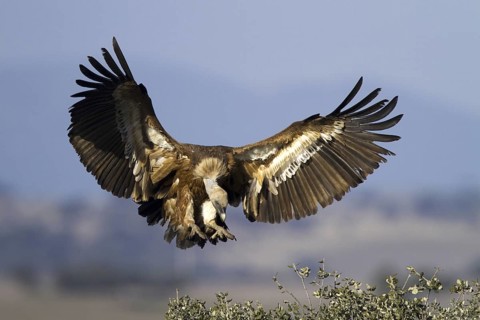 Griffon Vulture (Gyps fulvus) flying, Castile-La Mancha, Spain