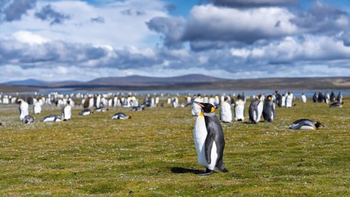 King penguin (Aptenodytes patagonicus), single animal in the foreground in front of colony on