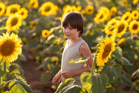 A young child wanders through a vibrant sunflower field under the warm sun. The scene captures the