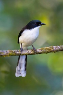 Dark-backed Sibia (Heterophasia melanoleuca), Thailand