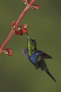 Crowned Woodnymph (Thalurania colombica fannyae), Ecuador