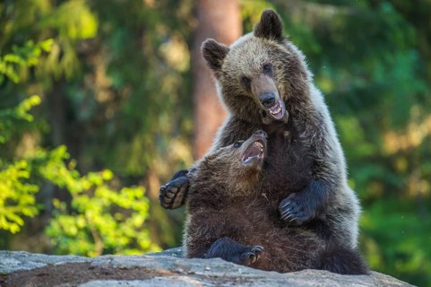 Eurasian Brown Bear (Ursus arctos) two fighting in forest, Finland