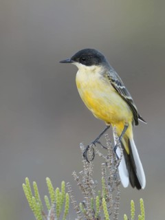 Western Yellow Wagtail (Motacilla flava feldegg), Cyprus