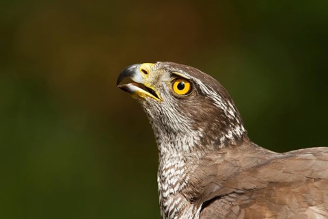 Northern Goshawk (Accipiter gentilis), Utrecht, Netherlands