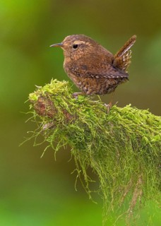 Pacific Wren (Troglodytes pacificus), British Columbia, Canada