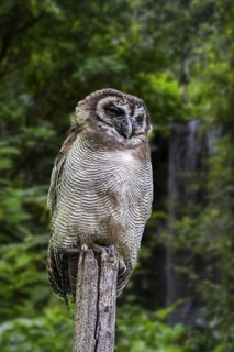 Brown wood owl (Strix leptogrammica) perched in tree, native to India, Bangladesh, Sri Lanka,