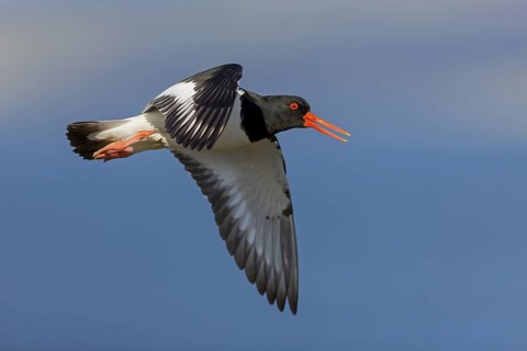 Oystercatcher, (Haematopus ostralegus), animals, birds, flight recording, wader, gull, alcove bird,