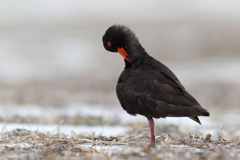 Sooty Oystercatcher (Haematopus fuliginosus), Western Australia, Australia