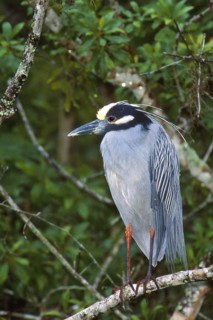 Yellow-crowned Night Heron (Nyctanassa violacea), Florida, USA