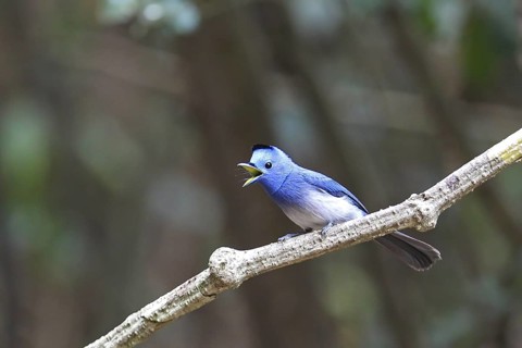 Black-naped Monarch (Hypothymis azurea) male singing, perched on a branch, Kaeng Krachan, Thailand