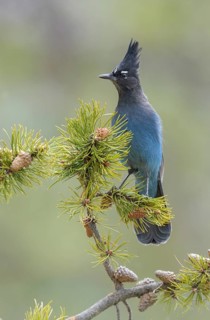 Steller's Jay (Cyanocitta stelleri) perched on a conifer branch, Colorado, USA