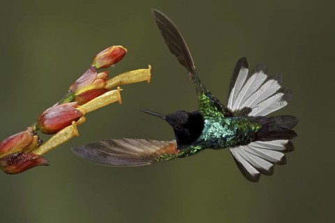 Velvet-purple Coronet (Boissonneaua jardini), Ecuador