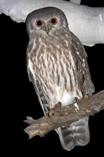 Barking Owl (Ninox connivens), Kimberley, Western Australia, Australia