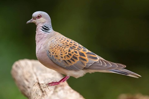 Turtle Dove, (Streptopelia turtur), Animals, Birds, Pigeons, Lesbos Island, Greece, Tiszaalpár -