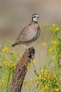 Northern Bobwhite (Colinus virginianus) male perched on a log, Texas, USA