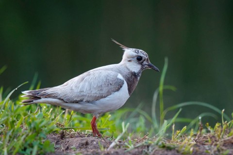 Northern Lapwing (Vanellus vanellus) partial albino, Netherlands