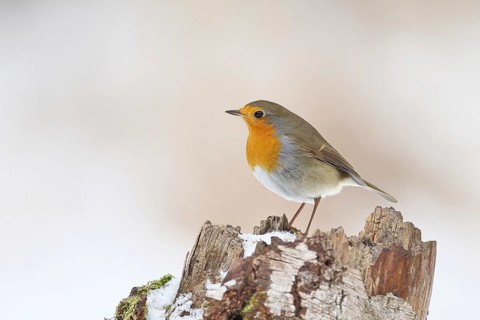 Robin (Erithacus rubecula), in winter on the ground in the snow, Wilnsdorf, North Rhine-Westphalia,