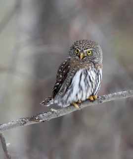 A Northern Pygmy Owl, Glaucidium gnoma, perched in the Borela Forest, near Meadow Lake,