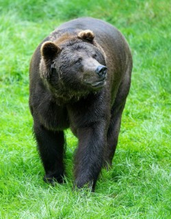 Brown bear (Ursus arctos) stands in a meadow and looks attentively, Germany