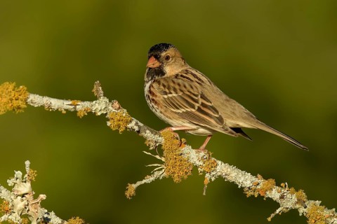 Harris's Sparrow (Zonotrichia querula) perched on lichen branch, Texas, USA
