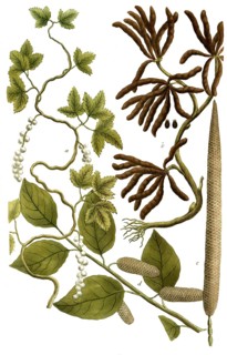 Botany, plants, illustration by Piper Longum, also known as Long Pepper or Pole Pepper, a. Piper