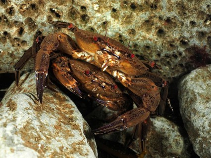Velvet crab (Necora puber)