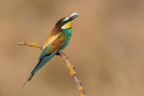 European Bee-eater (Merops apiaster) perched on a branch, Poland