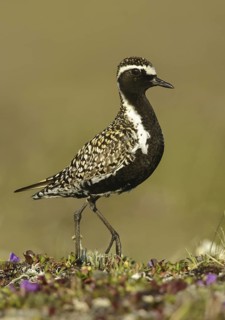 Pacific Golden Plover (Pluvialis fulva) male, Alaska, USA