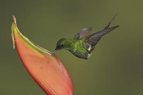 Black-bellied Thorntail (Discosura langsdorffi), Ecuador