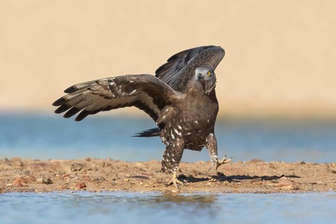 European Honey Buzzard (Pernis apivorus), Eilat, Israel