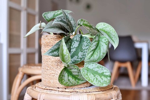 Exotic 'Scindapsus Pictus Exotica' or 'Satin Pothos' houseplant with velvet texture and silver spot