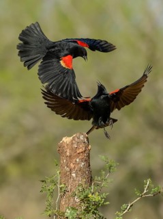 Red-winged Blackbird (Agelaius phoeniceus) two males fighting, Texas, USA