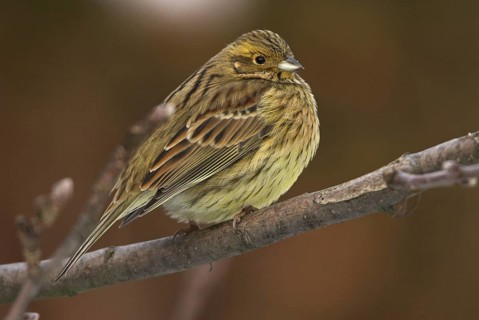 Cirl Bunting (Emberiza cirlus) female, Rhineland-Palatinate, Germany