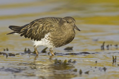 Black Turnstone (Arenaria melanocephala), British Columbia, Canada