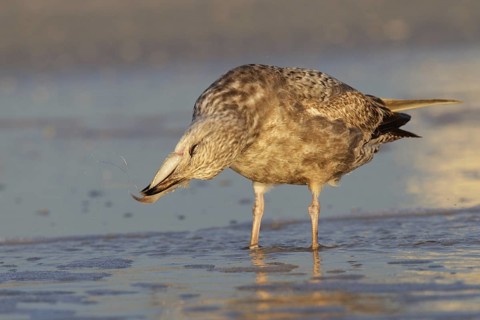 American Herring Gull (Larus smithsonianus), Florida, USA