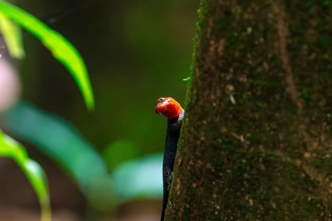 A vibrant Yellow-headed Gecko, Gonatodes albogularis, perched on the side of a lush tree,